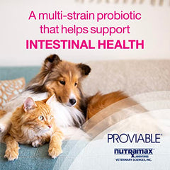 Proviable Digestive Health Supplement Multi-Strain Probiotics and Prebiotics for Cats and Dogs - With 7 Strains of Bacteria, 30 Capsules