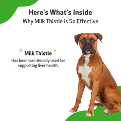 Milk Thistle - for Healthy Liver Function in Dogs - Pet WellBeing