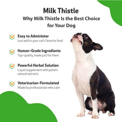 Milk Thistle - for Healthy Liver Function in Dogs - Pet WellBeing