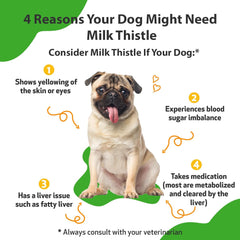 Milk Thistle - for Healthy Liver Function in Dogs - Pet WellBeing