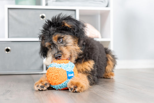 Chuckit! Indoor Ball Dog Toy, Soft Dog Toy (4.75 Inch)