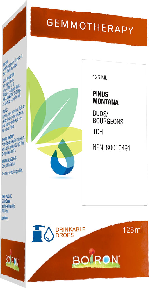 Gemmotherapy, pinus montana buds (mountain pine) 1dh 125ml, homeopathic medicine 125 milliliter by Boiron Canada