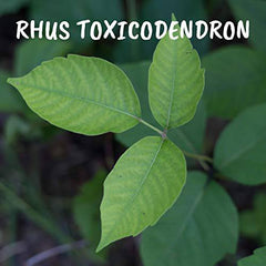 Rhus Toxicodendron 200CH, Boiron Homeopathic Medicine