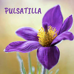 Pulsatilla 9ch,Boiron Homeopathic Medicine