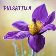 Pulsatilla 6ch,Boiron Homeopathic Medicine