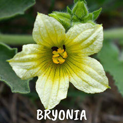 Bryonia 30ch Boiron Homeopathic Medicine