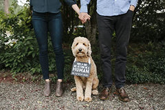 Pearhead Pet's Baby Announcement Chalkboard Photo Prop Sign, Mom & Dad are Getting Me A Human, Chalkboard Pregnancy Announcement Sign, Dog Or Cat Announcement Board