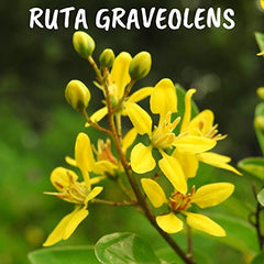 Ruta Graveolens 15ch,Boiron Homeopathic Medicine