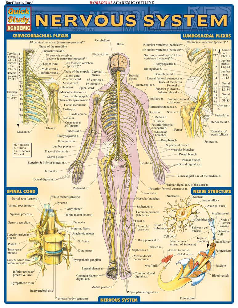 Nervous System