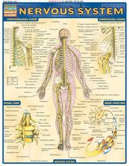 Nervous System