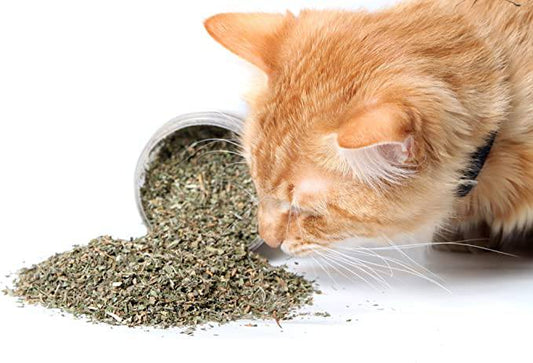 Cat Crack Catnip, Premium Blend Safe for Cats (1 Cup) - Zecoya